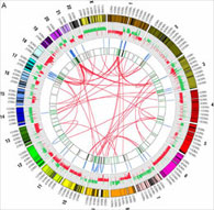 Sites of interchromosomal and intrachromosomal rearrangements in an MCF7 breast cancer cell line